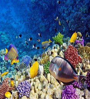 Marine Life